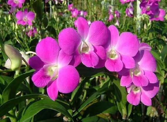 Dendrobium Orchid Hawaiian Starter Plant No Bloom | Purple Pink White Blooms - Easy to Grow Indoors Outdoors