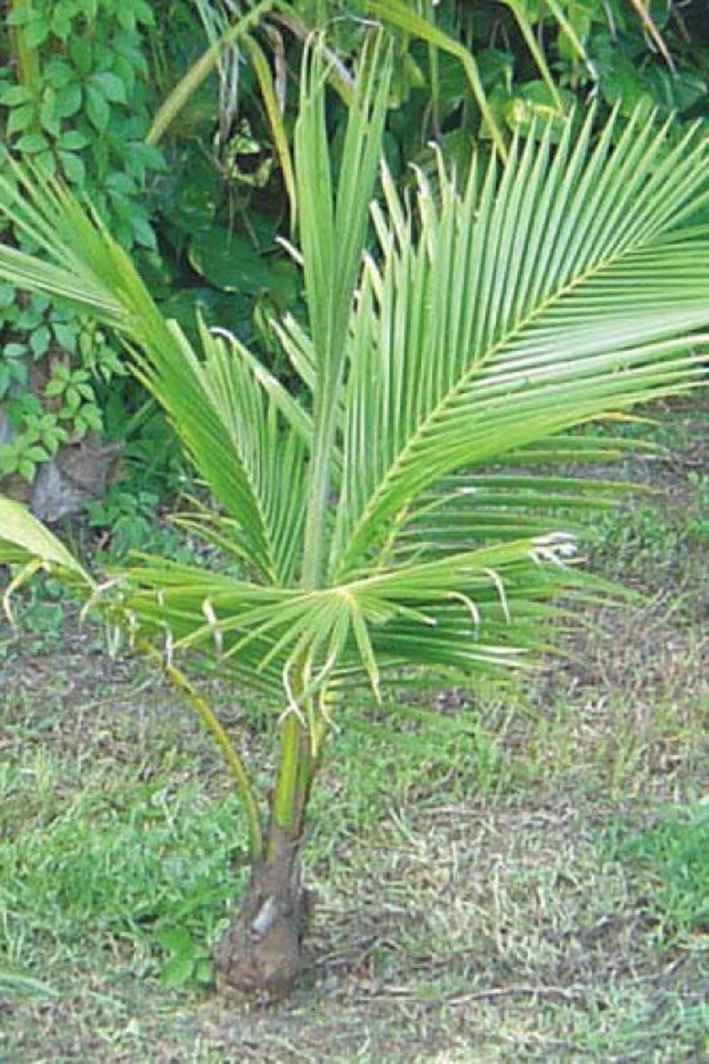 Coconut Tree, Green, Hawaiian Dwarf Malayan Excludes Ca, Size: 48-inch