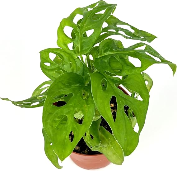 Swiss Cheese Plant Philodendron Adansonii Air Purifying Houseplant, 4" Pot