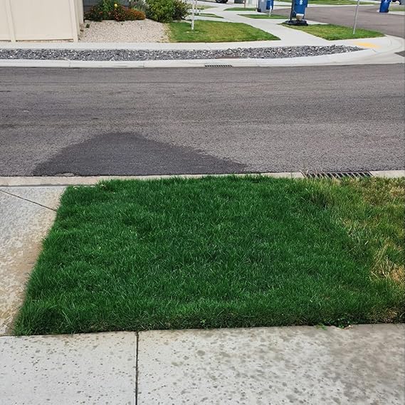 NightShift Dark:30 Perennial Ryegrass Grass Seed (Super Dark Grass Seed) (25 lbs)