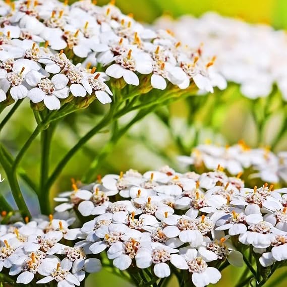 3000 Yarrow Summer White Seeds – Achillea millefolium – White Flat-Headed Flowers – Hardy Perennial Milfoil – Cut Flower & Wildlife Garden – Free Plant Tag