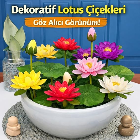 Lotus Çiçeği Tohumu 5 Adet – Nilüfer Çiçeği Tohumu Nadir Kutsal Lotus