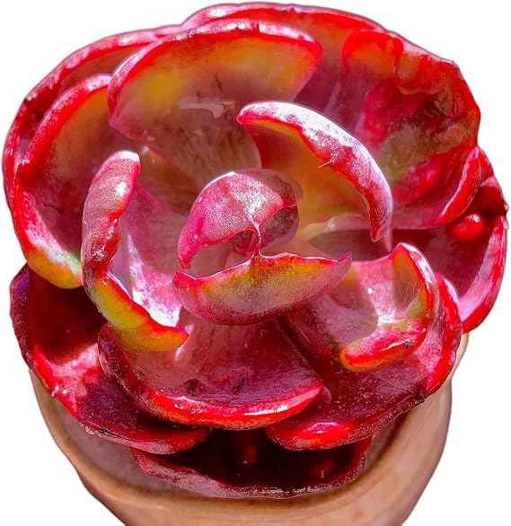 Cotyledon orbiculata Variegated Heart of MoonLive Succulent Plant in 2 Inch Pot, Red-Edged Variegated Leaves, Fully Rooted Easy Care Houseplant, Great Gift for Plant Lovers & Indoor Decor