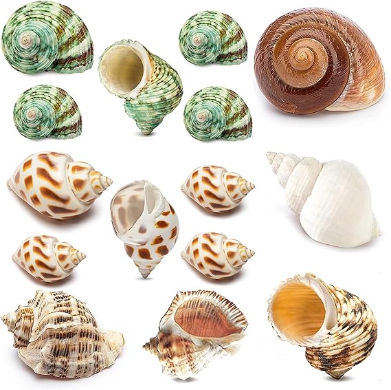 QEQEKAKA 15PCS Hermit Crab Shells Natural Mixed Seashells Replacement