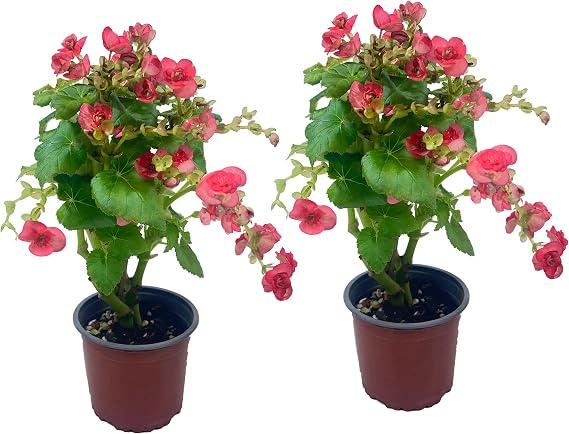 LEAL PLANTS ECUADOR Begonia Pink Special (Pack of 2) Attractive Indoor Plant,Easy Care, Air-Purifying House Plant for Wellness & Home Decor, Office Desk, Unique Sustainable Gift for Plant Lovers