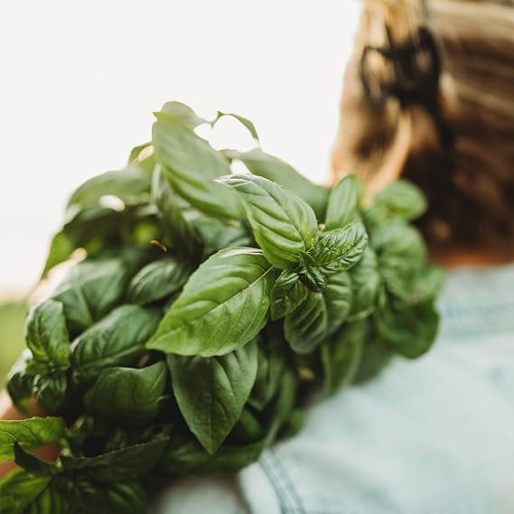 Genovese Basil - 250 Seeds - Heirloom Basil Variety, Non-GMO Heirloom Herb Seeds for Planting, Grow Kitchen Herbs Indoors or Outdoors in Containers, aerogardens, Home Garden, Thresh Seed Company