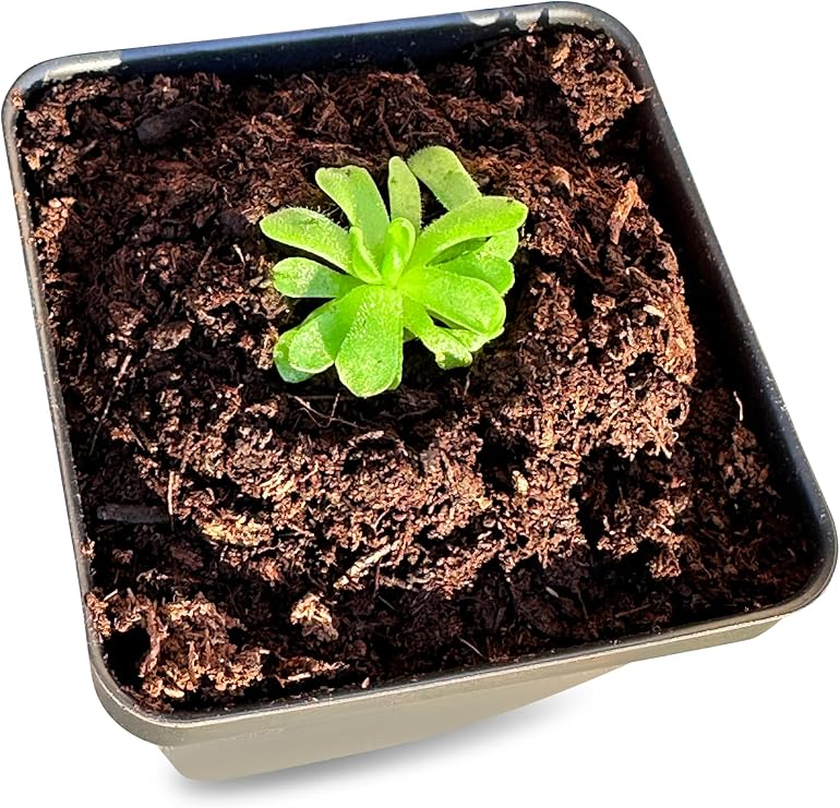Pinguicula esseriana - Mexican Butterwort: A Unique Carnivorous Plant for Enthusiasts