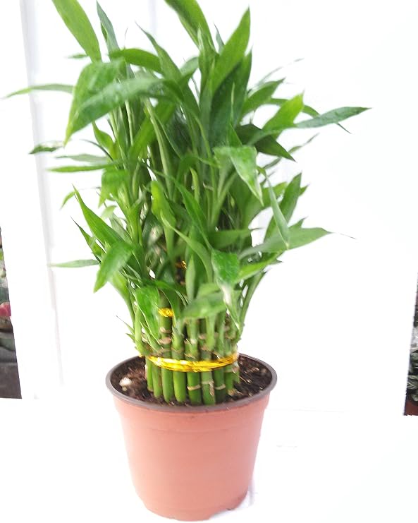 3 Tier 4" 6" 8" Lucky Bamboo 6'' Pot for Feng Shui/Unique Design