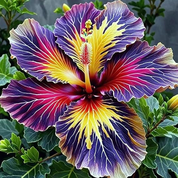 Rare Hibiscus, Surprisingly Growing, Hardy Perennial, Suitable for Spring and Autumn, Garden Viewing, No Watering Required111-1 Rhizome-A