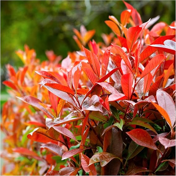 50 Photinia Red Robin Hedging Plants 20-30cm Bushy Evergreen Hedge Shrubs 3fatpigs®