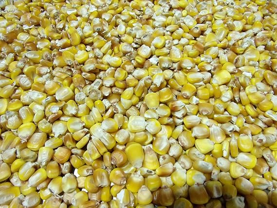 Henry Moore Yellow Corn | Heirloom Open Pollinated Yellow Dent Corn kernels | 15 lbs. | Farmer Direct (Organic)