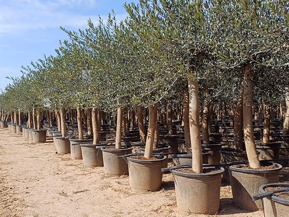 Olive Tree Olive 30 Years 190 cm A+ Quality Hardy Olea Lechin