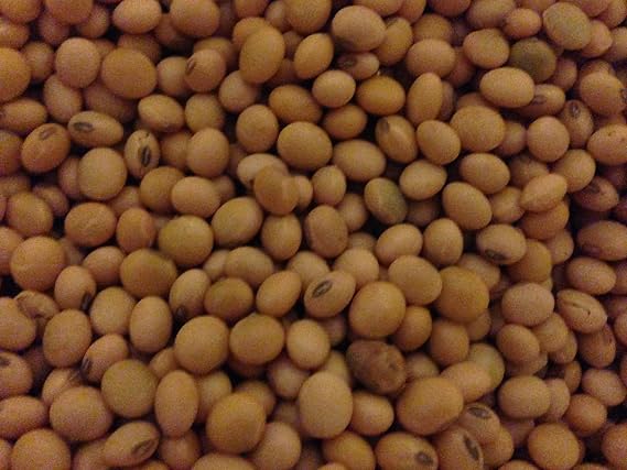 Non GMO Organic Soybeans - 20 lb